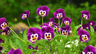 Purple flowers garden blurry background - yellow center free wallpaper