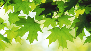 Green leaf branch sunlight plant - sunlight free wallpaper