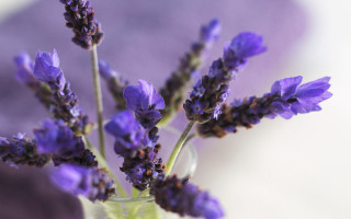 Purple flower vase table bokeh 2 - flavia bloi free wallpaper