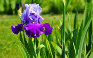 Purple flower field bokeh forest - a purple flower free wallpaper