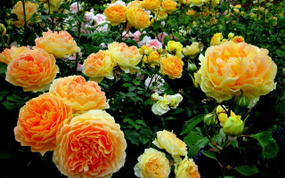 Garden flowers orange pink leaves - blanche hoschedé monet free wallpaper