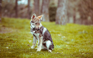 Dog grass forest tiltshift animal - the background and a dog free wallpaper