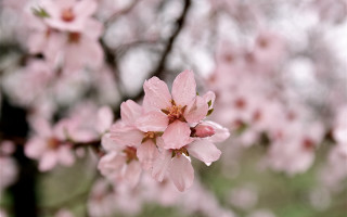 Pink flower blooming branch rain - betty merken free wallpaper