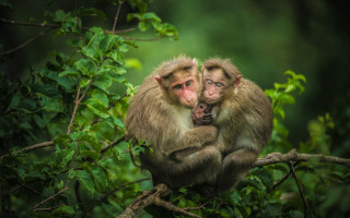 Monkeys tree branch forest nature - the others hand free wallpaper