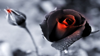 Black white rose red center - stem free wallpaper