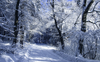 Snow covered forest path winter - snow free wallpaper