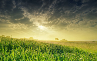 Field tree sunset clouds horizon - a sun free wallpaper