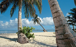 Palm tree beach blue sky 7 - palm tree free wallpaper