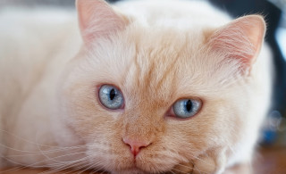 White cat blue eyes painting - a white cat free wallpaper