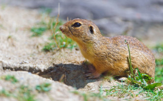 Small rodent rock grass rock - a small rodent free wallpaper