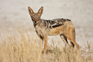 Small animal dry grass field 2 - a wall in the background free wallpaper