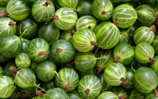 Green fruit stripes leaf sparkle - the top free wallpaper
