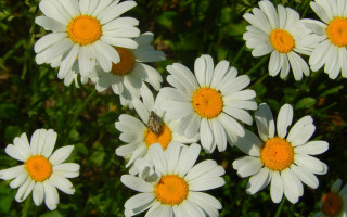 Daisies bug field flowers macro - a bug free wallpaper