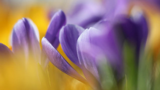 Purple flower closeup yellow background - a close up free wallpaper