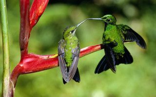 Hummingbirds flower ecological art macro - a flower free wallpaper