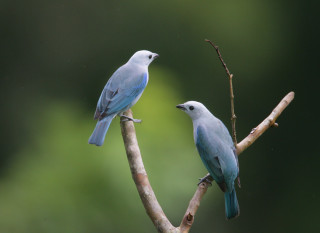 Two blue birds perched tree - an illustration of free wallpaper