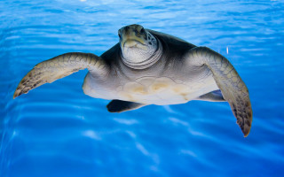 Turtle swimming water blue sky - plasticien free wallpaper
