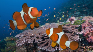 Clownfish corals sponges digital rendering - adobe photoshop free wallpaper