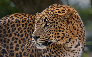 Leopard closeup blurry background animal 3 - a blurry background of trees and bushes free wallpaper