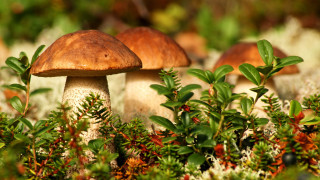 Mushrooms forest floor green leaves - a group of mushrooms free wallpaper