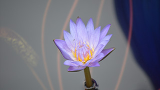 Purple flower vase blue fairy - a purple flower free wallpaper