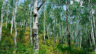 Forest trees green grass sky - tall tree free wallpaper