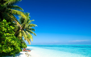 Beach palm tree surfboard water - a surfboard free wallpaper