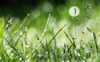 Dewy grass macro nature bamboo - a close up of grass free wallpaper