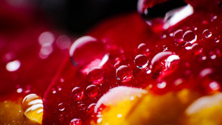 Red apple water droplets macro 3 - a red apple free wallpaper