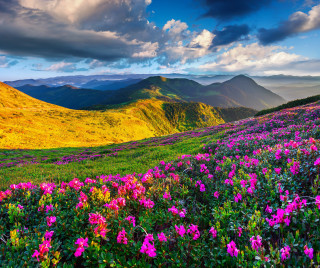 Flower field mountains clouds sky - a field of flowers free wallpaper