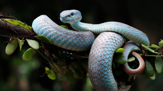 Blue snake curled branch leaves - leaf and buds free wallpaper
