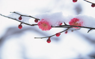 Snowy branch pink flowers red - the branch free wallpaper