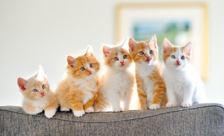 Kittens couch blue eyes collar - a blurry background free wallpaper