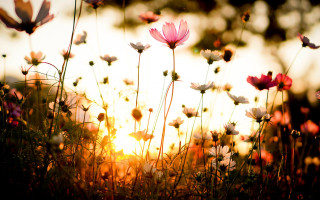 Flower field sunset butterflies autumn - a field of flowers free wallpaper