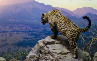 Leopard rock mountains valley full - a view of the valley below free wallpaper