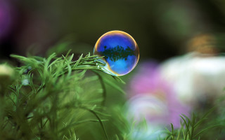 Blue bubble tree potted plant - the background and a blurry background free wallpaper