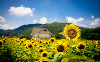 Sunflower field house blue sky 2 - a field of sunflowers free wallpaper