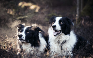 Dogs in grass looking distant - two dog free wallpaper