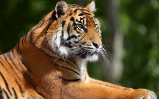 Tiger lying closed eyes blurry - a forest of trees free wallpaper