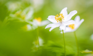 White flower yellow stamens macro 3 - a green background free wallpaper