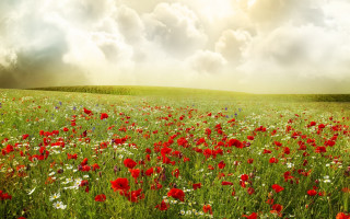 Red flower field sunbeam matte - cloudy free wallpaper