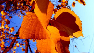 Leafy tree autumn blurry sky - a few leaf free wallpaper
