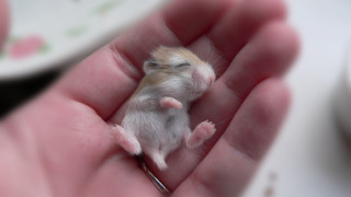 Hamster hand scissors tiny surreal - tiny free wallpaper
