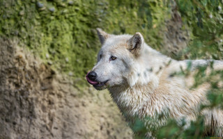 White wolf rock wall sad - sharp focus free wallpaper