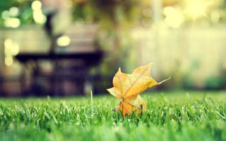 Leaf grass bokeh autumn park - art green free wallpaper