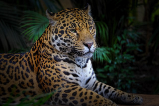 Leopard forest shade animal photography - a large leopard free wallpaper