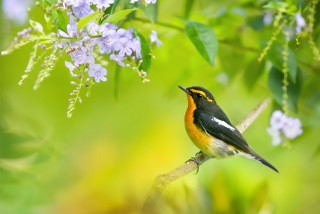 Bird branch flowers bokeh macro - elizabeth durack free wallpaper