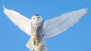 White owl yellow eyes flying - a white owl free wallpaper