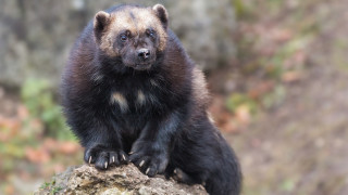 Black bear rock forest furry - a black bear free wallpaper