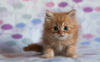 Small kitten blue eyes floral - floral free wallpaper
